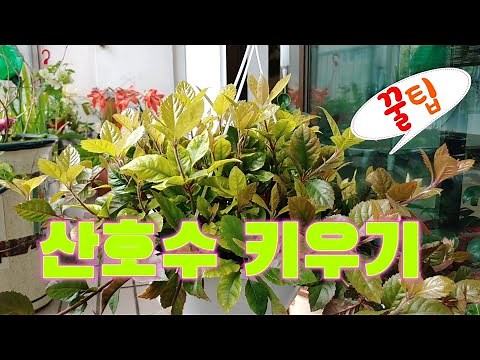 #산호수 #산호수키우기 #실내공기정화식물