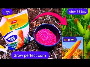 How to grow ' Hybrid' corn 🌽 (From seeds to harvest ) simple tips🇱🇰to🇮🇳 #timelapse #farming #garden
