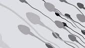 Sperm Swimming. A group of sperm flows towards the cell in the space...