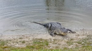 'An alligator ate my golf ball' is an excuse that's only valid in Florida