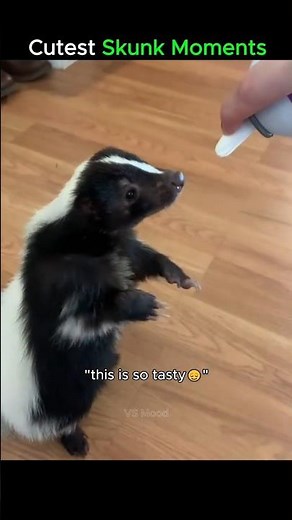 Cutest skunk moments