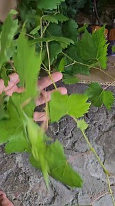 16 reactions · 5 comments | Packing bibit anggur import  | Bang Omen | Facebook