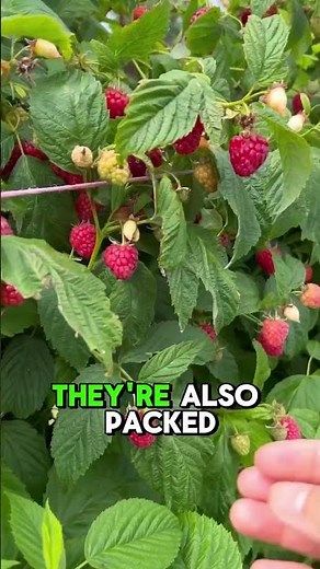 Raspberries Aren't Actually Berries... Here's Why