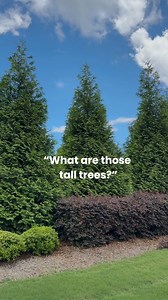 Thuja Green Giants are our most popular choice for creating a privacy screen. 🌲 They are fast growing and deer-resistant and great for filling large spaces. 🌲#privacyhedge #landscaping #landscapingideas #privacytrees #thujagreengiant #arborvitae #evergreentree #fastgrowingtrees | Fast Growing Trees