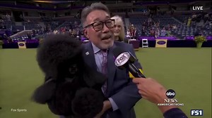 337K views · 7.6K reactions | At the 148th Annual Westminster Kennel Club Dog Show, a perfectly coiffed miniature poodle named Sage was crowned the best in show. David Muir has the story of the dog from Houston, Texas and her handler, Kaz Hosaka, who’s now retiring from the competition after 45 shows. https://trib.al/FTsJtO7 | ABC World News Tonight with David Muir | Facebook
