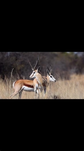 Meet Dok: The Impressive Springbok Ram