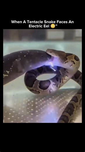 Curvify on Instagram: "The post features a 14-second video depicting an electric eel zapping a tentacled snake in a tank, framed as a "bug-like" natural showdown, which exploded to 5.9 million views and 16,000 likes within hours. The video is AI-generated, as confirmed by multiple sources; real electric eels deliver 600-volt shocks without visible purple sparks or arcs in water, and tentacled snakes (Erpeton tentaculatum) typically prey on small fish, not eels."