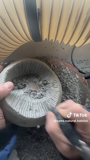 Beautiful Nautilus Fossil from the Jurassic Period