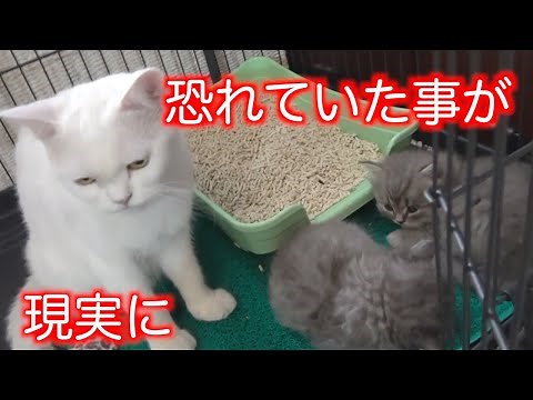 全ての赤ちゃんを我が子と認識できなくなった母猫は赤ちゃんにパンチ！育児放棄しないで（涙 ♯54