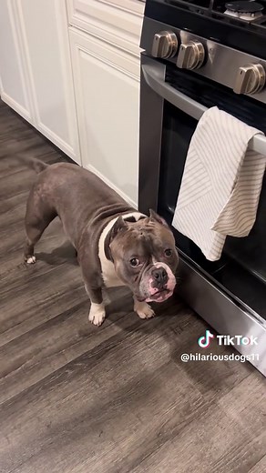 Hilarious Bad Dog Moments That Will Make You Laugh