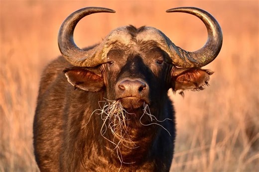 ‘Black Death’ buffalo shot dead after fatally goring trophy hunter in ambush