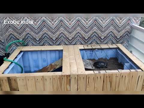 Red ear slider/singapore turtle breeding set up