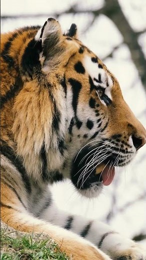 Mesmerizing Moment: Watch a Majestic Tiger Yawn in Stunning Detail