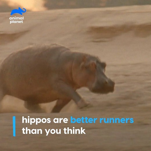 Hippos are better runners than swimmers! #AnimalsDoThat | Animal Planet