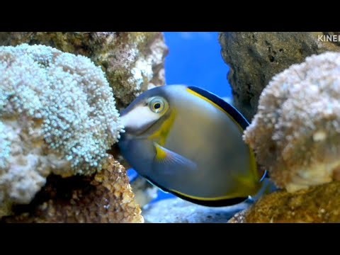 Watch Playful Powder Brown Tangs Frolic Among Rocks in Stunning Marine Aquarium!