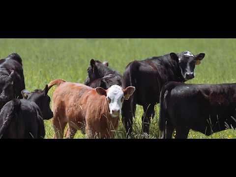 Luxury Guest Ranch :: Triple Creek Ranch :: A Montana Hideaway
