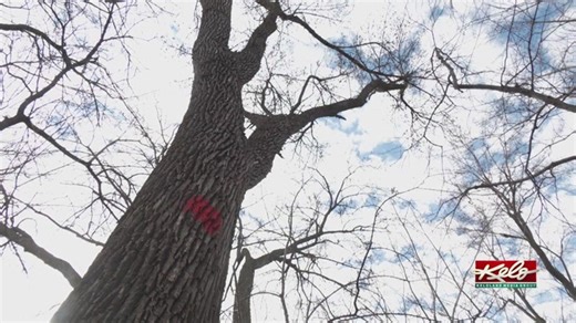 City tree program starts tree planting phase | Haystack News