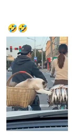 Cat 🐱 vs fish 🐟 #funny #comedy #dramakorea #chinesedrama #chinesegirl #catvideo #fishinglife