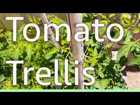Quick & Easy TOMATO TRELLIS using BAMBOO to grow vertically 3x bigger plants!