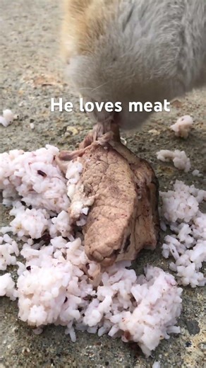 Cooked food cat / meat