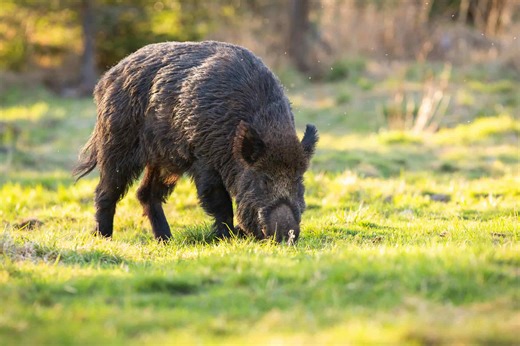 Meet the Largest Wild Boar in History