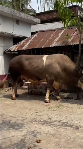 This Cow Is Massive! You Won’t Believe Its Size 🐄