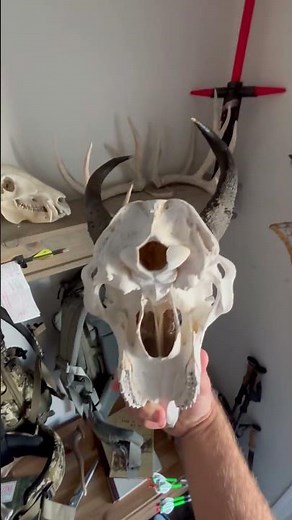 How to hang your European Mount easy and cheap. Best way to mount skulls! #taxidermy #skull