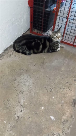 Enjoying being outside. My fur babies. #catshorts