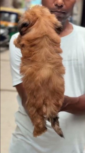 Lhasa apso puppies for sale #lhasaapso #dogbreeder #puppy