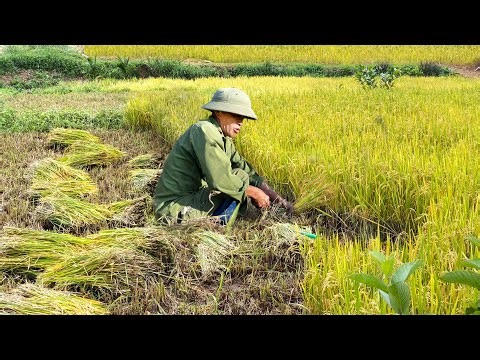 Grandpa Forest’s Busy but Happy Day: Harvesting Rice, Fishing, and a Warm Meal