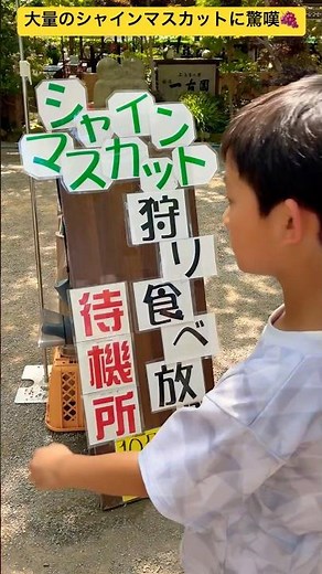 [Shine Muscat Picking] We're heading to the Shine Muscat picking spot now! 🍇 Katsunuma-cho, Koshu...