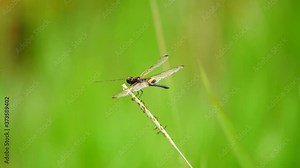 Rhyothemis phyllis (Yellow-barred flutterer) perching in the grass. It is a species of Odonata in the family skimmers. It is associated with freshwater habitat.
