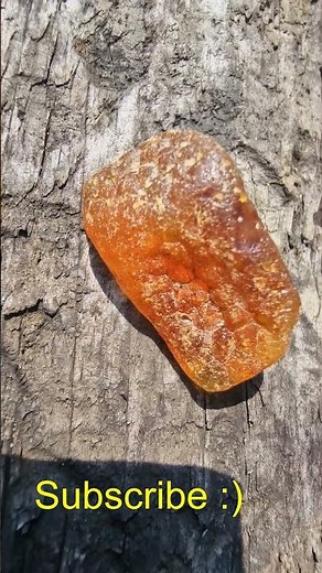 This Golden AMBER is 40 Million Years Old!