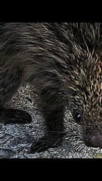 Hedgehog on our farm out of hibernation season. Should be hibernating! Climate problem?