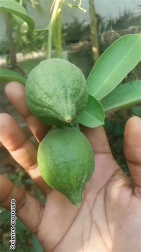 this lemon veriety containing very little amount of juice🍋 #nature #plants #shorts #lemon #gardening