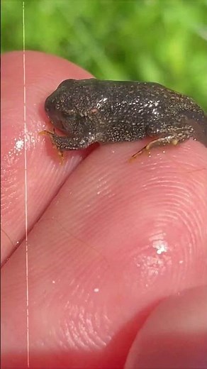 Tadpole Transforms Into Frog | Bio-Active Paludarium