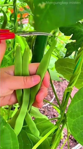 Harvesting Fresh Green Beans From The Home Garden, Cultivating Organic Agriculture