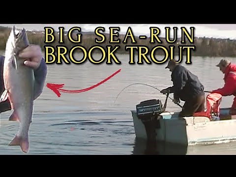 HUGE Sea-Run Brook Trout!! (Trout Fishing, Deer Lake, NL)