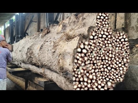 TERRIFYING MOMENT! Giant Log Nearly Crushes Worker During Sawmill Operation