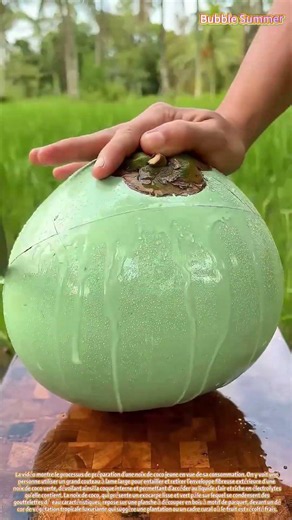 Technique de récolte des noix de coco jeunes : retrait de l'enveloppe et accès à l'endosperme aqueux