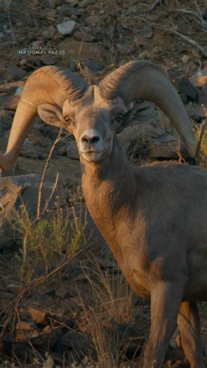 National Geographic Animals on Instagram: "Taunts. Tension. Total chaos. Meet the original gladiators of Big Bend National Park 🐏"