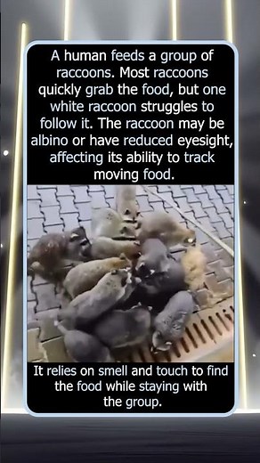 White Raccon Struggles With Its Eyesight And Food
