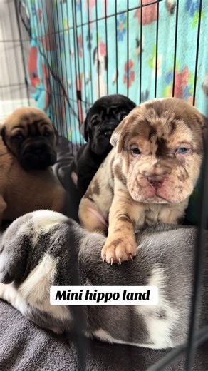 Mini hippo land puppy #mixbreed #diversity #puppy