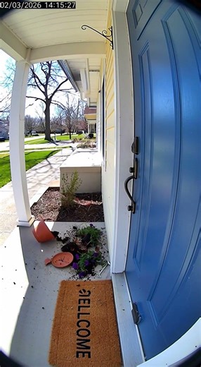 Mother Cat Saves Kitten Seconds Before Flower Pot Falls | Ring Camera Footage