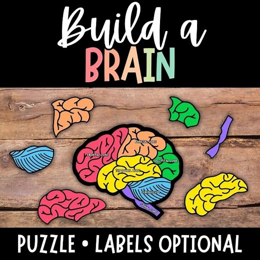 Human Brain Anatomy for Kids, Build a Brain, Printable Brain, Brain Activity, Brain Puzzle, Color Brain Labeling, Human Brain With Labels - Etsy Australia