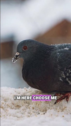 Why Pigeons Make That “CoO CoO” Sound