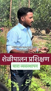 Fodder management in goat farming #beetalgoat #agriculture