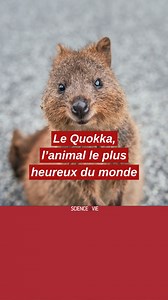 Cet animal ne cesse de sourire ! | Science & Vie