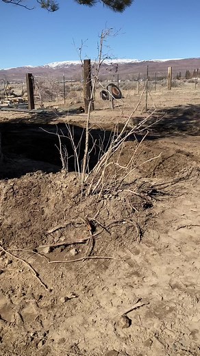 Transplanting lilac bush 💜 #fypシ #foryoupage #fyp #before #mylife #smalltown #doublewide #remodel #manufactured home #renovation #queenofmydoublewidetrailer #DanceWithTurboTax