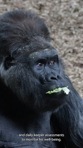 73K views · 2K reactions | Gorillas are renowned for their...